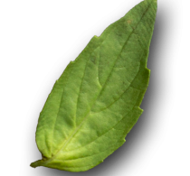 steakhouse-masfinca-banner3